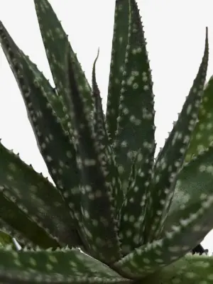 Succulent Haworthia Limifolia — additional view