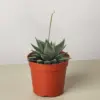 Succulent Haworthia Miami houseplant
