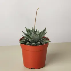 Succulent Haworthia Miami houseplant