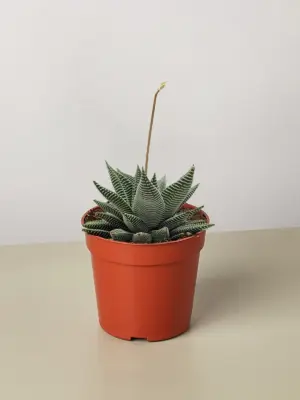 Succulent Haworthia Miami houseplant