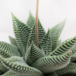 Succulent Haworthia Miami — additional view