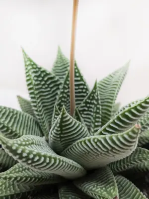 Succulent Haworthia Miami — additional view