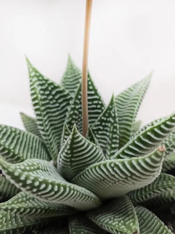 Succulent Haworthia Miami — additional view
