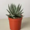 Succulent Haworthia Savanna houseplant