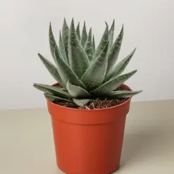 Succulent Haworthia Savanna houseplant