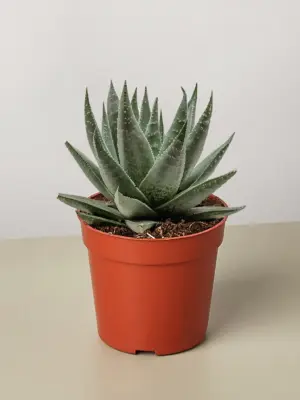 Succulent Haworthia Savanna houseplant