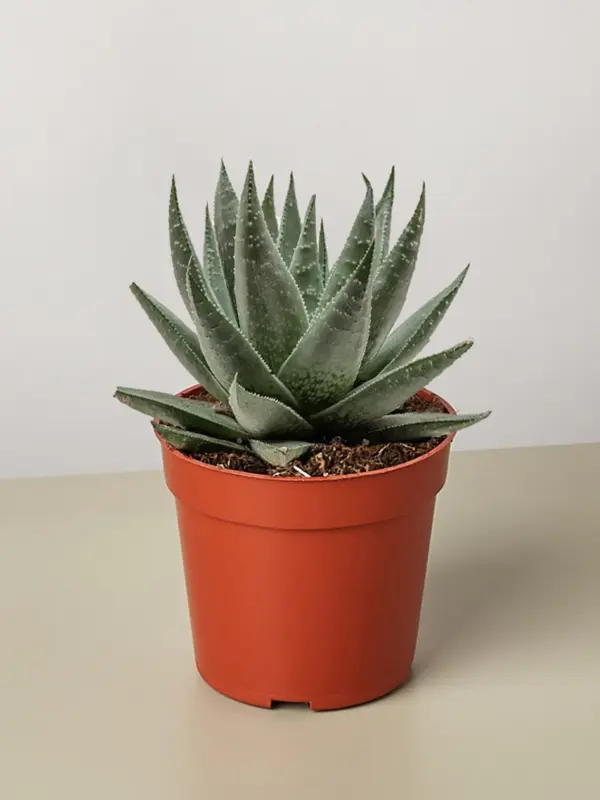 Succulent Haworthia Savanna houseplant