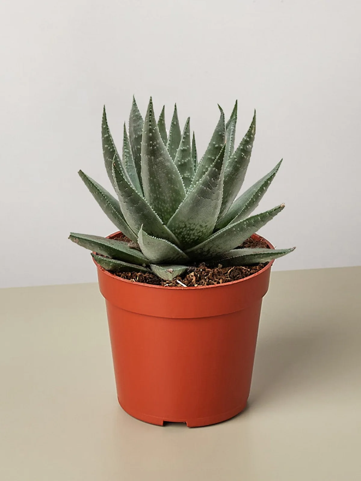 Succulent Haworthia Savanna houseplant