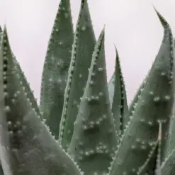 Succulent Haworthia Savanna — additional view