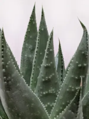 Succulent Haworthia Savanna — additional view