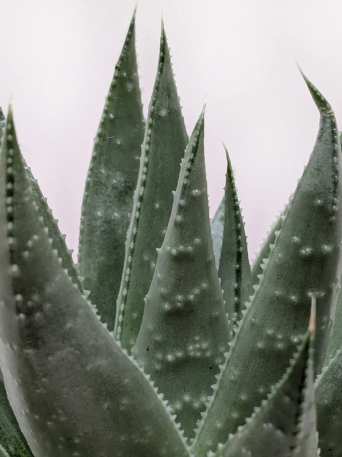 Succulent Haworthia Savanna — additional view