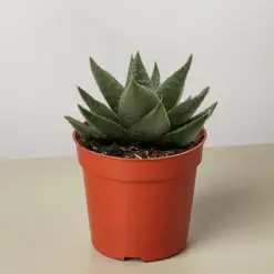 Succulent Haworthia Savanna — additional view