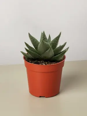 Succulent Haworthia Savanna — additional view