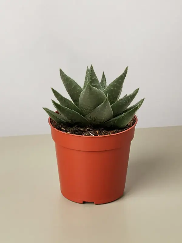 Succulent Haworthia Savanna — additional view