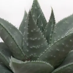 Succulent Haworthia Savanna — additional view
