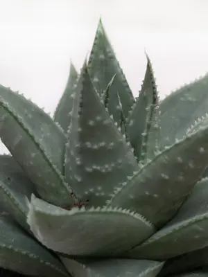 Succulent Haworthia Savanna — additional view
