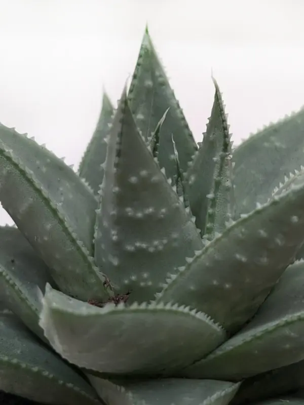 Succulent Haworthia Savanna — additional view