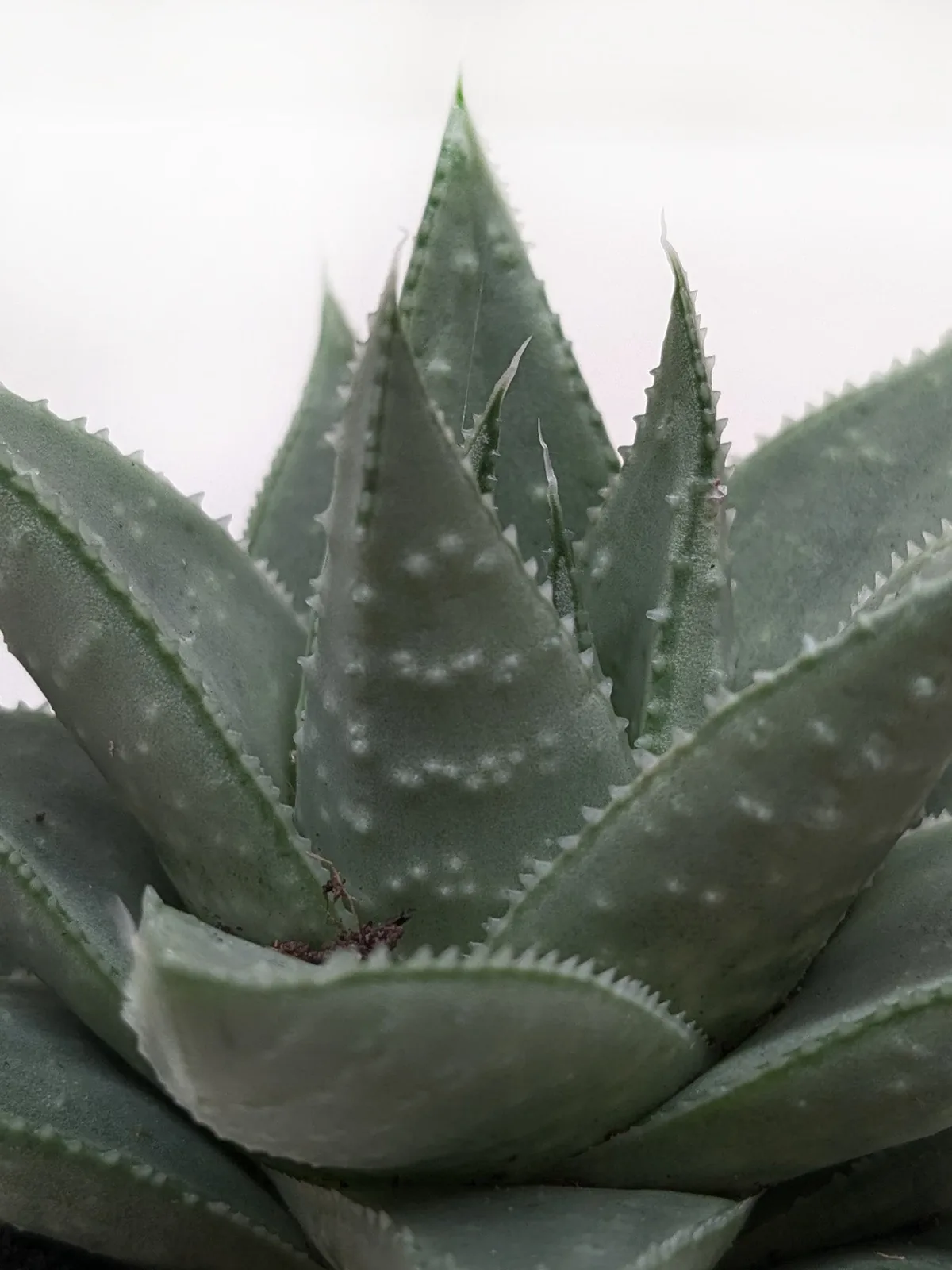 Succulent Haworthia Savanna — additional view