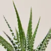 Zebra Succulent Haworthia houseplant