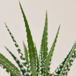 Zebra Succulent Haworthia houseplant