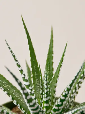 Zebra Succulent Haworthia houseplant