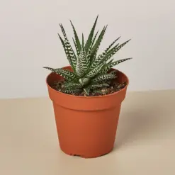 Zebra Succulent Haworthia — 