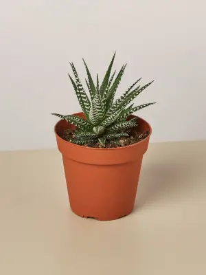 Zebra Succulent Haworthia — 
