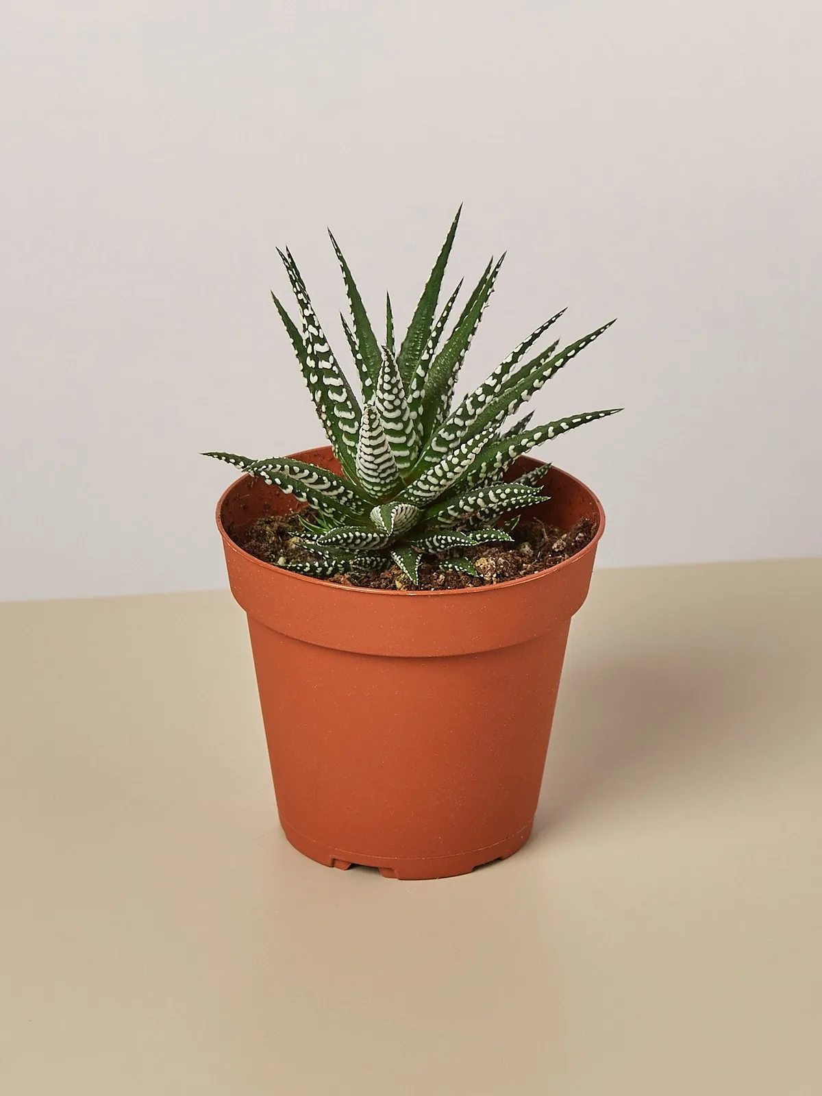 Zebra Succulent Haworthia — 
