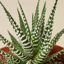 Zebra Succulent Haworthia — leaf detail close-up