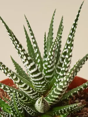 Zebra Succulent Haworthia — leaf detail close-up