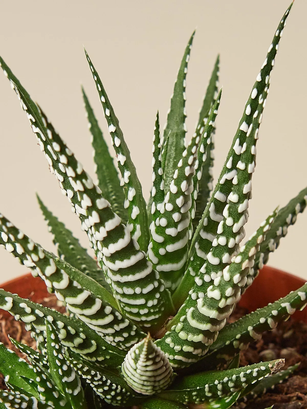 Zebra Succulent Haworthia — leaf detail close-up