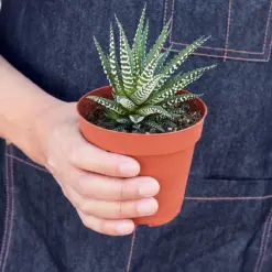 Zebra Succulent Haworthia — held in hand for size reference