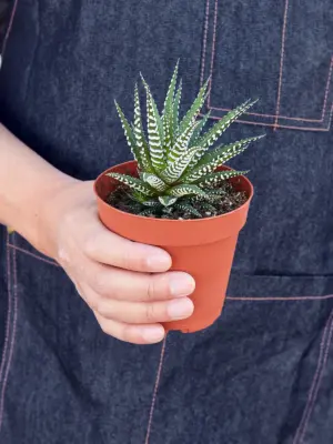 Zebra Succulent Haworthia — held in hand for size reference