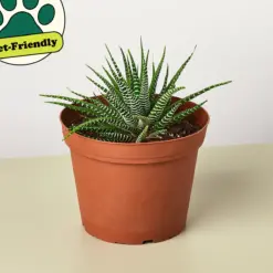 Zebra Succulent Haworthia — additional view