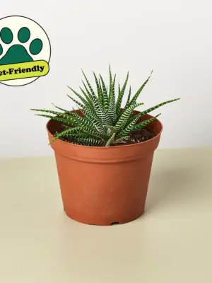 Zebra Succulent Haworthia — additional view