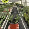 Red Dragon Flower (Huernia schneideriana) Succ houseplant