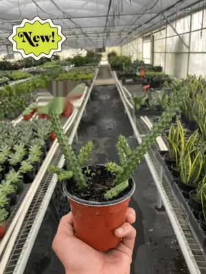 Red Dragon Flower (Huernia schneideriana) Succ houseplant
