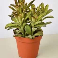 Kalanchoe Tomentosa 'Chocolate Soldier' Succulent houseplant