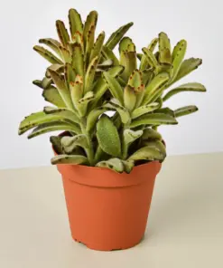 Kalanchoe Tomentosa 'Chocolate Soldier' Succulent houseplant