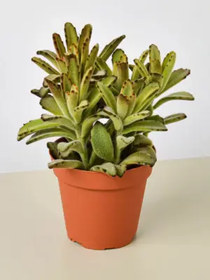 Kalanchoe Tomentosa 'Chocolate Soldier' Succulent houseplant