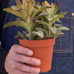 Kalanchoe Tomentosa 'Chocolate Soldier' Succulent — additional view