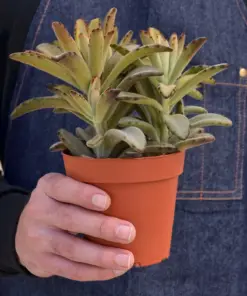 Kalanchoe Tomentosa 'Chocolate Soldier' Succulent — additional view