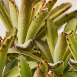 Kalanchoe Tomentosa 'Chocolate Soldier' Succulent — additional view