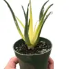 Succulent Kalanchoe 'Flap Jack' Flapjack houseplant