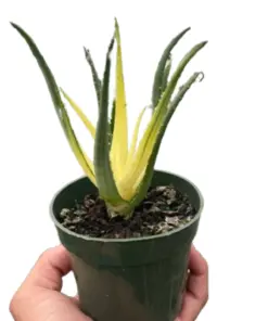 Succulent Kalanchoe 'Flap Jack' Flapjack houseplant