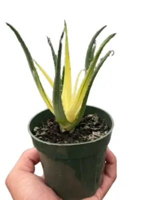 Succulent Kalanchoe 'Flap Jack' Flapjack houseplant