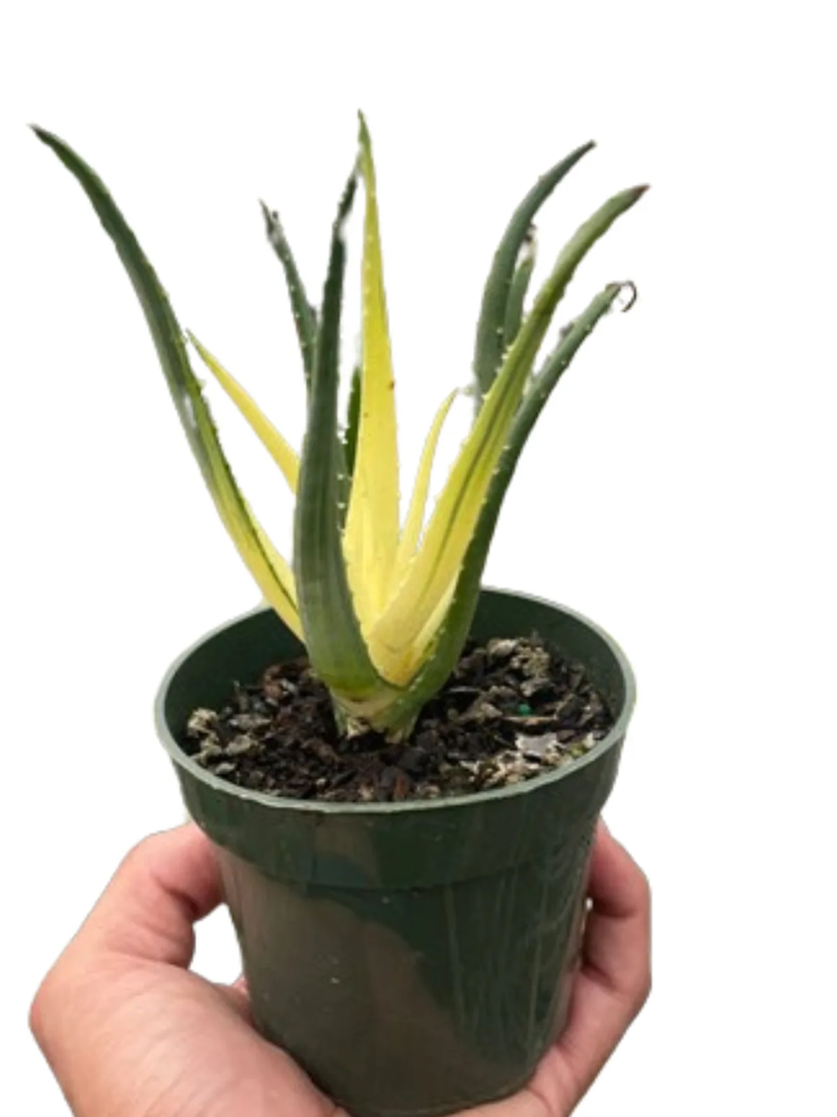 Succulent Kalanchoe 