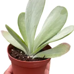 Succulent Kalanchoe 'Flap Jack' Flapjack — square crop