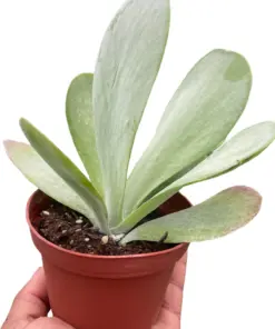 Succulent Kalanchoe 'Flap Jack' Flapjack — square crop