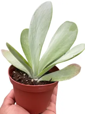 Succulent Kalanchoe 'Flap Jack' Flapjack — square crop